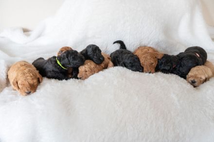 Liebevoll aufgezogene reinrassige Groß/Königspudel-Welpen