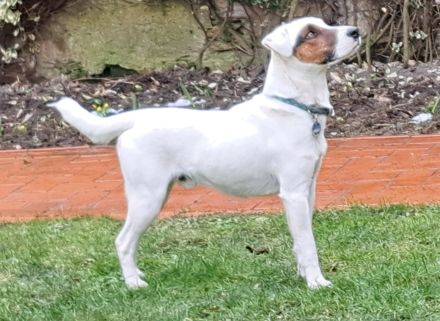 Parson Russell Terrier Deckrüde