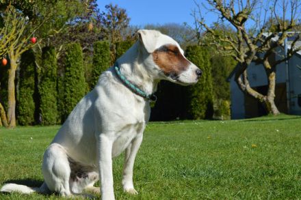 Parson Russell Terrier Deckrüde