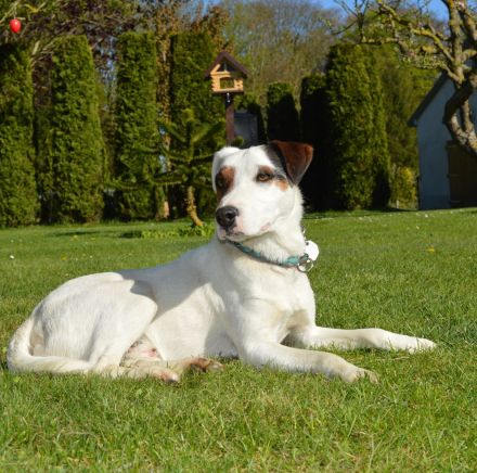 Parson Russell Terrier Deckrüde