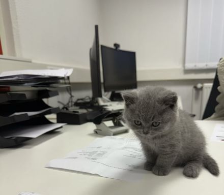 Süßes BKH-Kitten mit grauem Fell – 10 Wochen jung