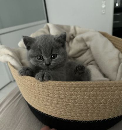 Süßes BKH-Kitten mit grauem Fell – 10 Wochen jung