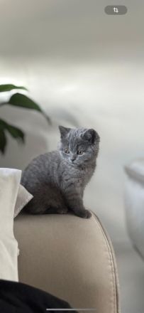 Süßes BKH-Kitten mit grauem Fell – 10 Wochen jung