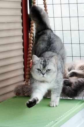 BKH Kater suchen neuen Wirkungskreis