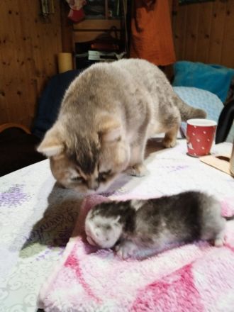 BKH Kater suchen neuen Wirkungskreis