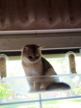 BKH Kater suchen neuen Wirkungskreis