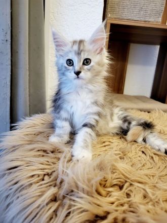 Maine Coon Kitten