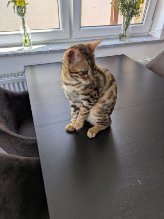 Bengal Kater