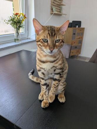 Bengal Kater