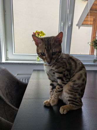 Bengal Kater