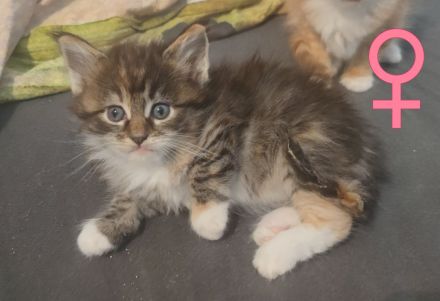 Maine Coon Kitten