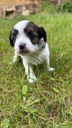 Kleine Fellnasen suchen liebevolle Familien