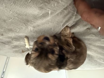 Kleine Fellnasen suchen liebevolle Familien