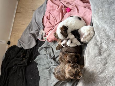 Kleine Fellnasen suchen liebevolle Familien