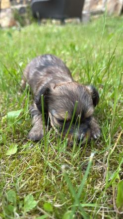 Kleine Fellnasen suchen liebevolle Familien