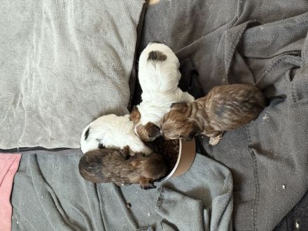 Kleine Fellnasen suchen liebevolle Familien