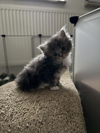 6 Main coon suchen ein zuhause