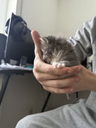 6 Main coon suchen ein zuhause