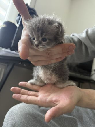 6 Main coon suchen ein zuhause