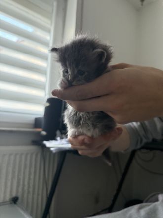 6 Main coon suchen ein zuhause