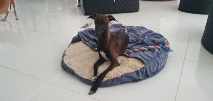 Italienisches Windspiel ... Italian Greyhound