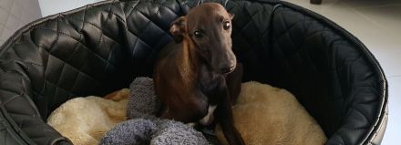 Italienisches Windspiel ... Italian Greyhound