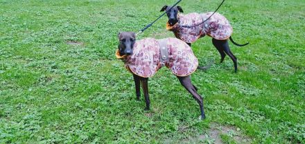 Italienisches Windspiel ... Italian Greyhound