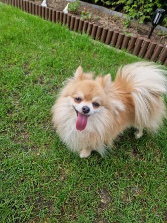 Pomchi zwergspitz