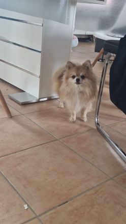 Pomchi zwergspitz