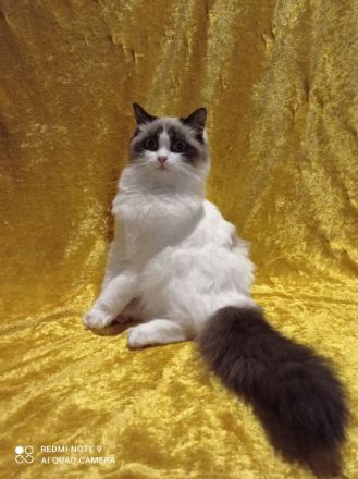 Ragdoll mit Stammbaum