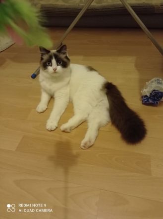 Ragdoll mit Stammbaum