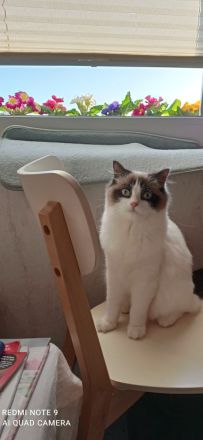 Ragdoll mit Stammbaum