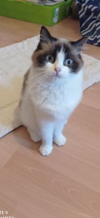 Ragdoll mit Stammbaum