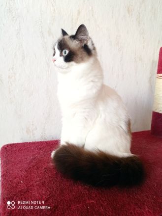Ragdoll mit Stammbaum