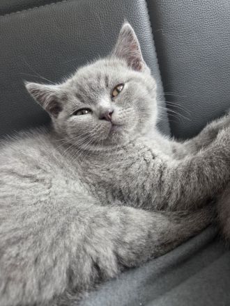 BKH Kitten blue, Britisch Kurzhaar
