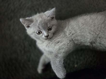 BKH Kitten blue, Britisch Kurzhaar