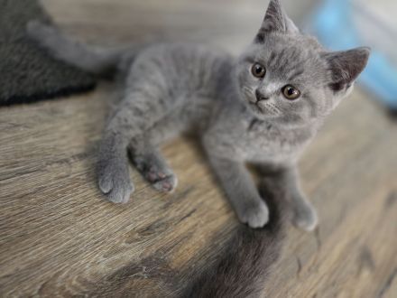 BKH Kitten blue, Britisch Kurzhaar