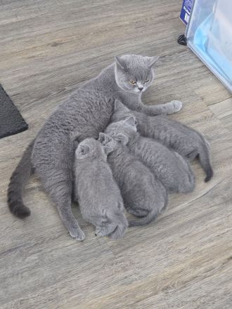 BKH Kitten blue, Britisch Kurzhaar