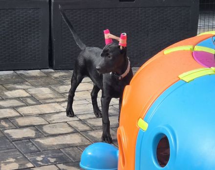 Xoloitzcuintle Standard