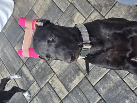 Xoloitzcuintle Standard