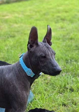 Xoloitzcuintle Standard