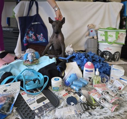 Xoloitzcuintle Standard