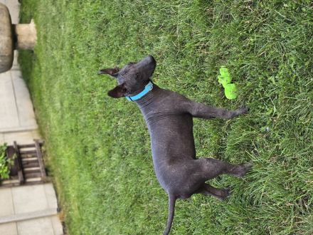 Xoloitzcuintle Standard