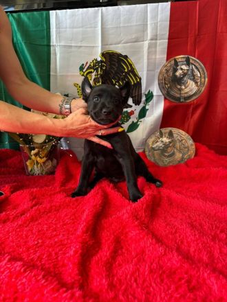 Xoloitzcuintle Standard