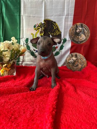 Xoloitzcuintle Standard