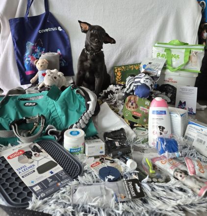 Xoloitzcuintle Standard