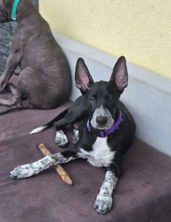 Perro sin Pelo del Peru - Peruvian hairless dog