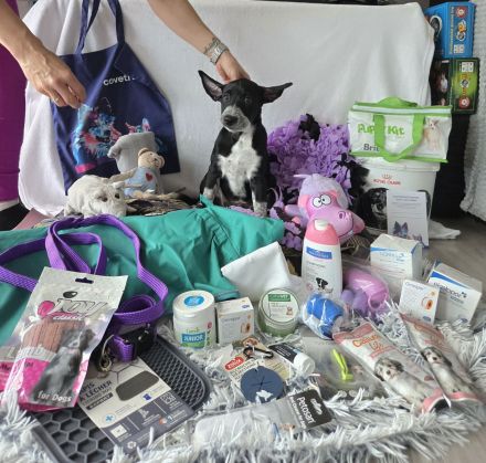 Perro sin Pelo del Peru - Peruvian hairless dog