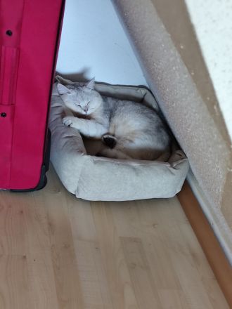 BKH Deckkater silver shaded