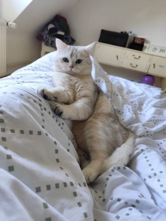 BKH Deckkater silver shaded